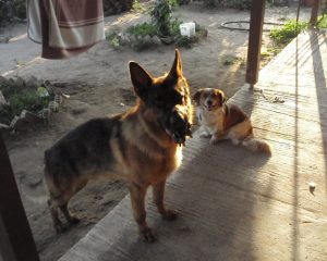 Odin Odin - German Shepherd